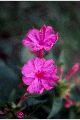 View a larger version of this image and Profile page for Mirabilis jalapa L.