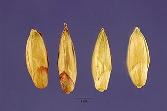 Photo of Eriochloa fatmensis (Hochst. & Steud.) W.D. Clayton