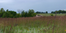 Tallgrass prairie landscape with Big Blue Stem Grass