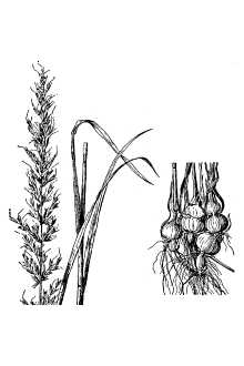 Line Drawing of Arrhenatherum elatius (L.) P. Beauv. ex J. Presl & C. Presl var. bulbosum (Willd.) Spenner