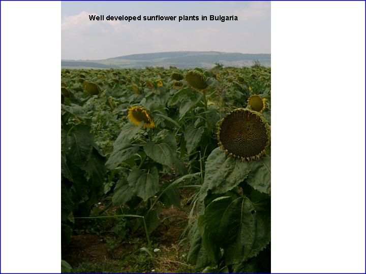 Picture of well developed sunflower plants in Bulgaria during early August 2005