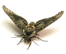 manduca sexta moth