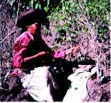 Photo of a coca farmer harvesting coca plants.