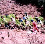 Photo of people spreading coca leaves for drying.