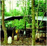 Photo of a cocaine processing lab in crude sheds in a forest.