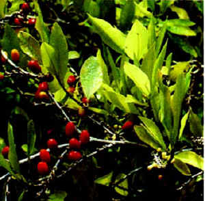 Photo of the coca plant.