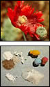 photos - opium poppy and heroin