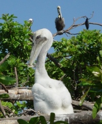 Brown Pelican Hatchling