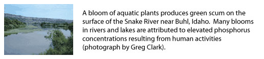 photo page 9 right - A bloom of aquatic plants produces green scum on the surface of the
Snake River near Buhl, Idaho.  Many blooms in rivers and lakes are
attributed to elevated phosphorus concentrations resulting from human
activities (photograph by Greg Clark).