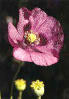 photo - opium poppy