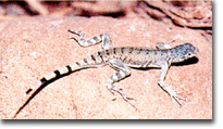 Photo of zebra-tailed lizard.