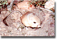 Photo of kangaroo rat.