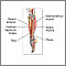 Músculos de la parte baja de la pierna