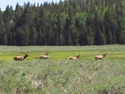 Elk