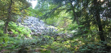 Laurel Hill descent near Mt. Hood Oregon