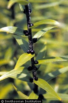 Photo of Lilium lancifolium Thunb.