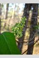 View a larger version of this image and Profile page for Toxicodendron radicans (L.) Kuntze