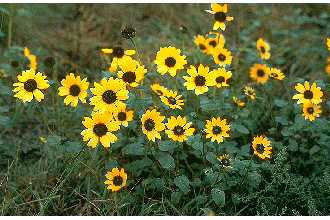 Photo of Helianthus petiolaris Nutt.