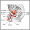 Anatomía reproductiva masculina