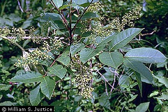 Photo of Toxicodendron vernix (L.) Kuntze