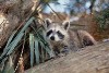 raccoon