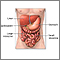Organos del sistema digestivo