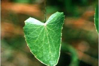 Photo of Centella erecta (L. f.) Fernald