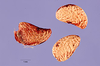 Photo of Rubus caesius L.