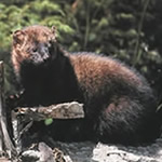 fisher, a dark brown furry mammal