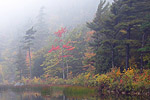 Colorful fall trees in the fall