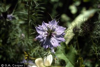 Photo of Nigella damascena L.