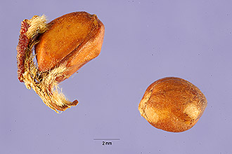 Photo of Rosa villosa L.