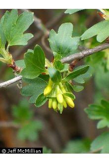 Photo of Ribes rubrum L.