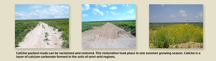 Caliche-packed roads can be reclaimed and restored. This restoration took place in one summer growing season. Caliche is a layer of calcium carbonate formed in the soils of semi-arid regions.