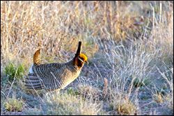 Restoring grasslands will benefit species like the lesser prairie-chicken in southeastern New Mexico, and prevent the need to list it as a threatened species.