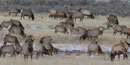 winter elk herd