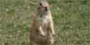 Black tailed prairie dog