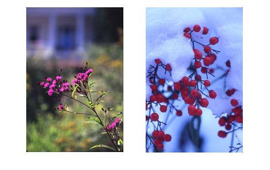 summer ironweed on the left and winter nandina fruit on the right