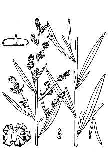 Line Drawing of Chenopodium leptophyllum (Moq.) Nutt. ex S. Watson