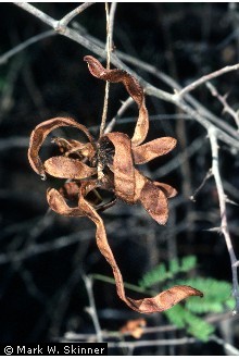 Photo of Dichrostachys cinerea (L.) Wight & Arn.