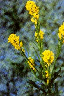 Photo of Barbarea orthoceras Ledeb.