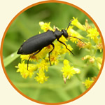 blister beetle on yellow flowers.