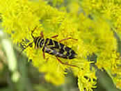 beetle on yellow flowers.
