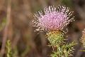 View a larger version of this image and Profile page for Cirsium ochrocentrum A. Gray