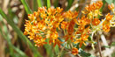 Butterflyweed attracts many species of butterflies with its bright orange flowers and sugary nectar.