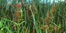 Johnson Grass