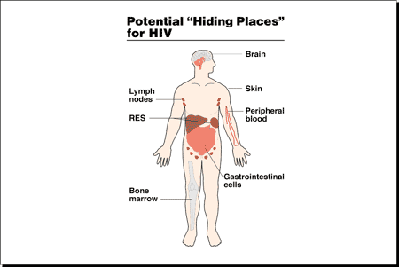 Potential "Hiding Places" for HIV