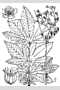 View a larger version of this image and Profile page for Filipendula rubra (Hill) B.L. Rob.