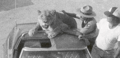 A pet lion that showed up one day in the 1970s