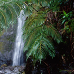 Waimoku falls dampens the nearby ferns with a constant mist of fresh water.